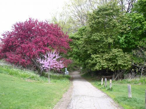 Ravine Trail in Spring