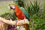 The Aviary