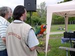 Dwight, a hybrid Macaw, at Spring Fair at the Aviary