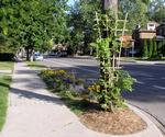 Flowers on boulevard, Sterling and Dromore