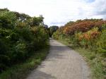 Rail Trail west of Ewen Road