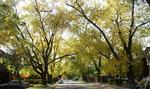 Westdale in Autumn - Cline Ave. N. looking towards Paisley Ave. N